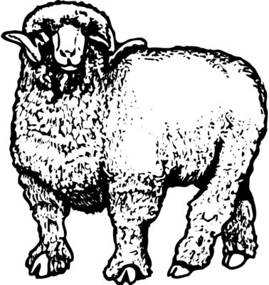 SHEEP001