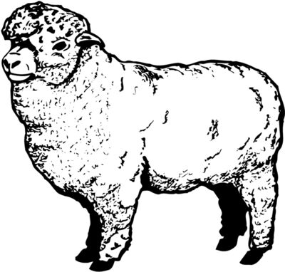 SHEEP004