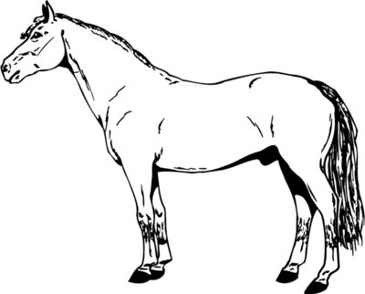 HORSE027